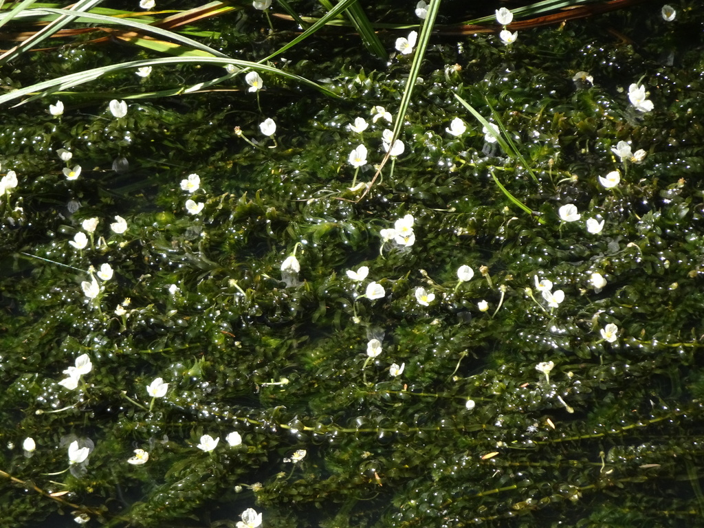 Elodea densa