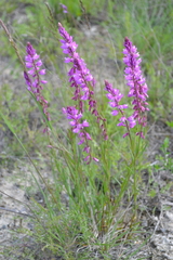 Polygala cretacea