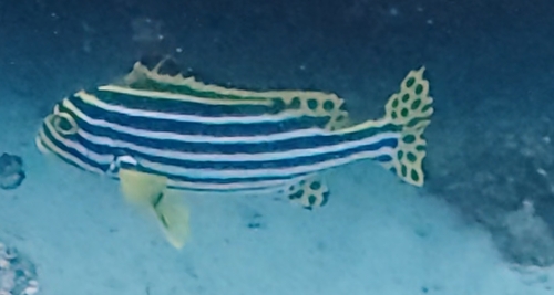 Plectorhinchus vittatus
