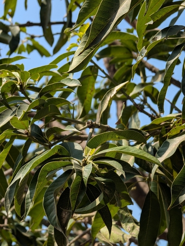 Indian mango