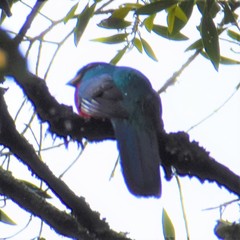 Apaloderma narina