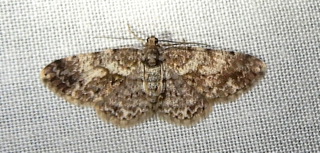 Ectropis sublutea