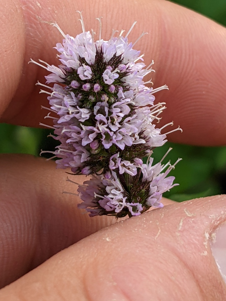 Mentha aquatica