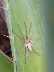 Arachosia proseni