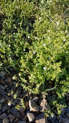 Pholistoma auritum arizonicum