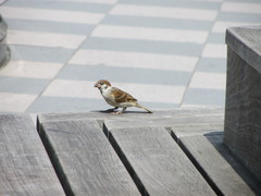 Passer montanus