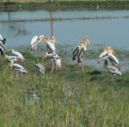 Painted Stork