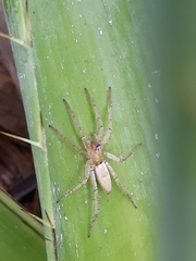 Arachosia proseni