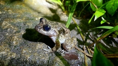Limnonectes kuhlii