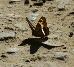 Adelpha olynthia