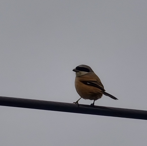 Long-tailed Shrike