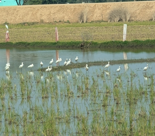 Palearctic Eurasian Spoonbill