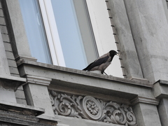 Corvus cornix