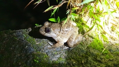 Limnonectes kuhlii