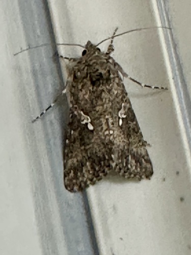 Cabbage Looper Moth photo 3