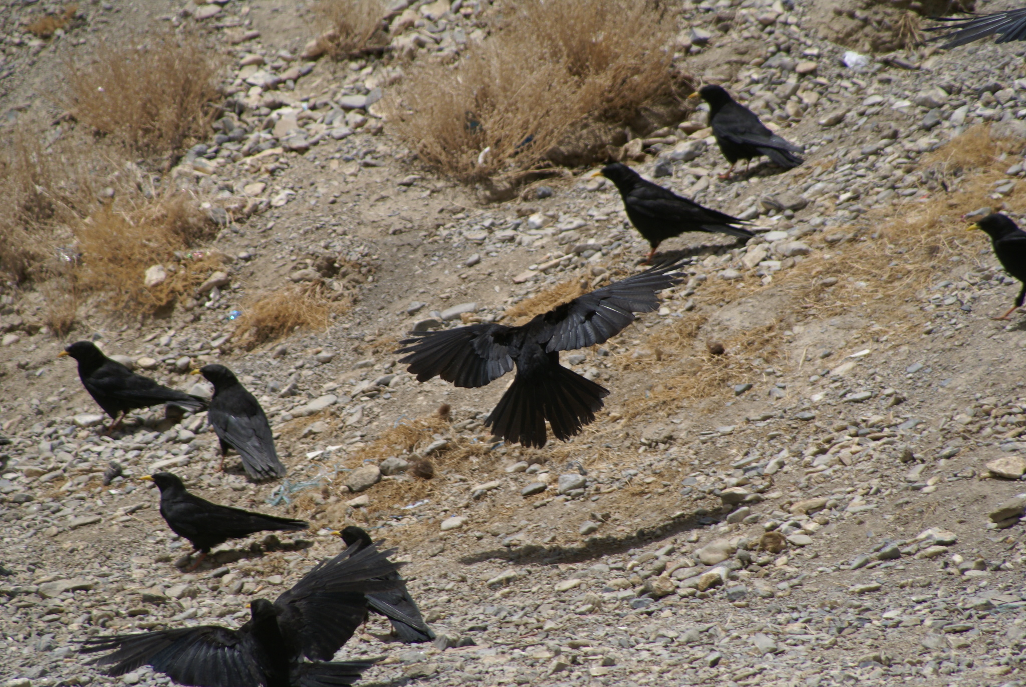 Yellow-billed Chough