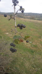 Crataegus pentagyna