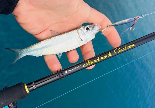 Blueline herring (Herklotsichthys quadrimaculatus) — Clupeidae — 3