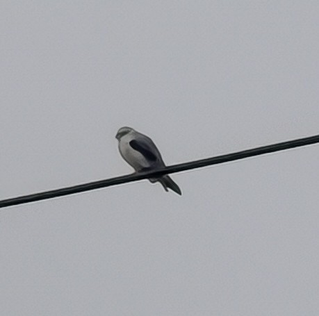 Black-winged Kite