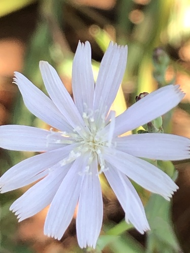 African Lettuce (Lactuca inermis)