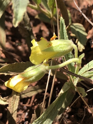 Lance Dollsrose (Hermannia lancifolia)