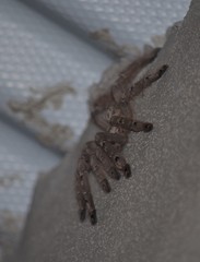 Heteroscodra maculata