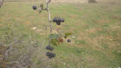 Crataegus pentagyna