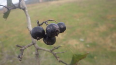Crataegus pentagyna