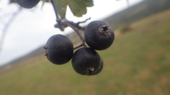 Crataegus pentagyna