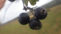 Crataegus pentagyna