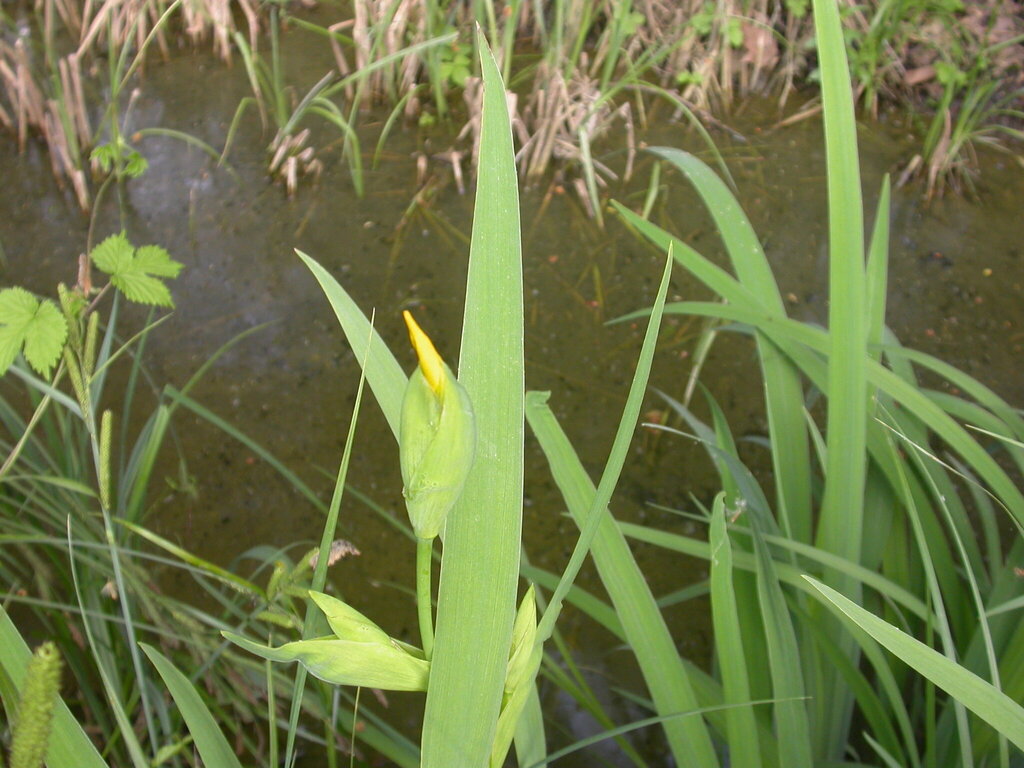 Iris pseudacorus