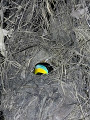 Cymbirhynchus macrorhynchos