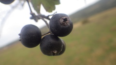 Crataegus pentagyna