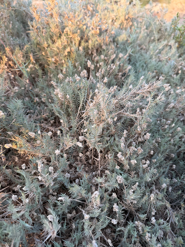 rabbit foot aeluropus (Aeluropus lagopoides)