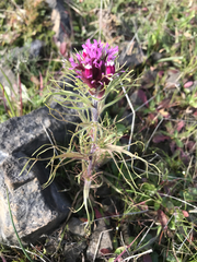 Castilleja exserta exserta