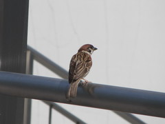 Passer montanus