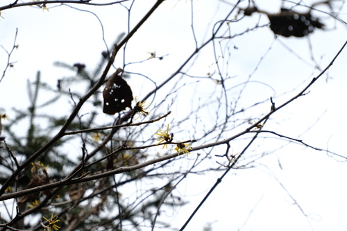 Chinese Witch Hazel (Hamamelis mollis)
