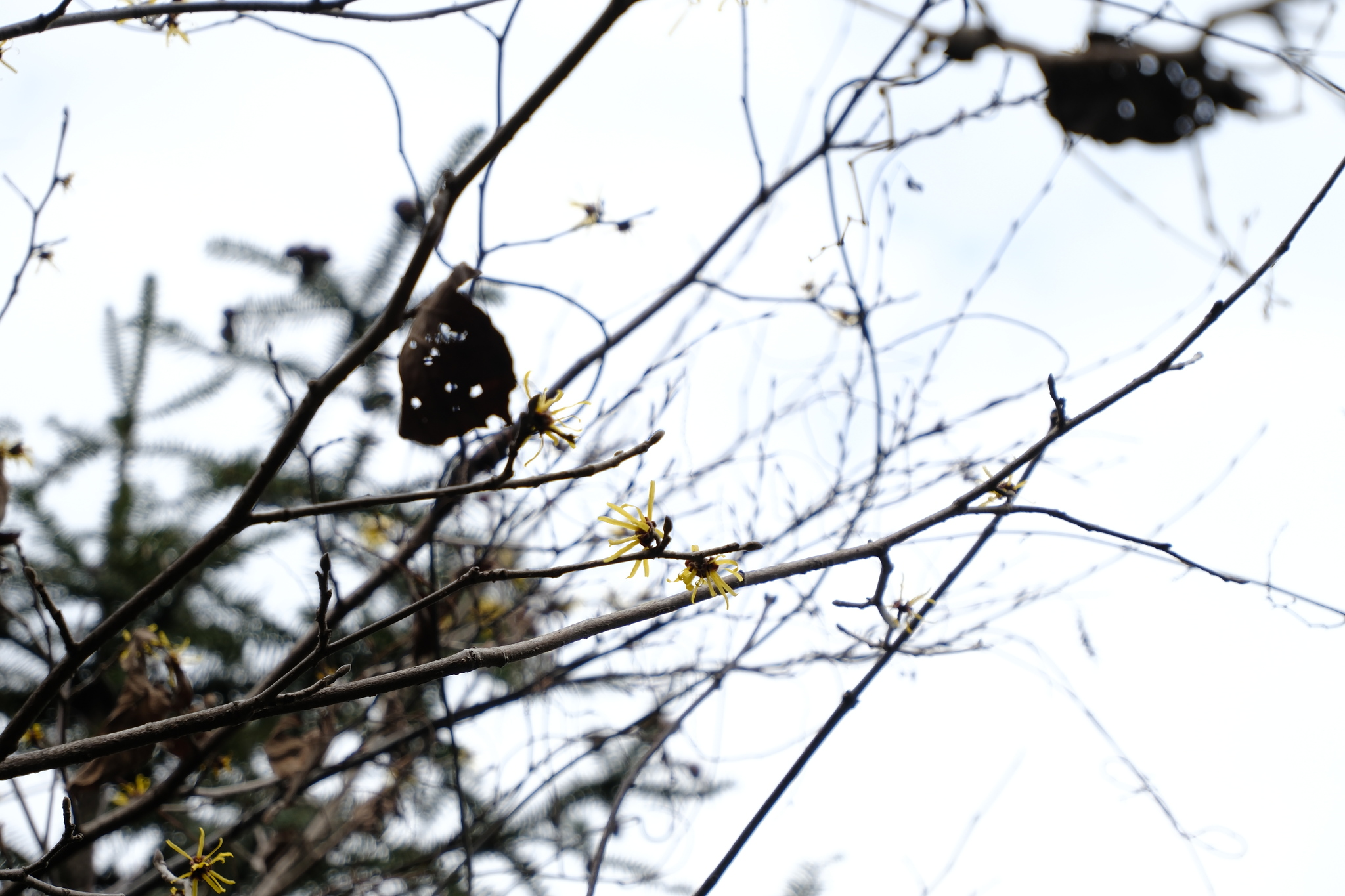 Chinese Witch Hazel (Hamamelis mollis)