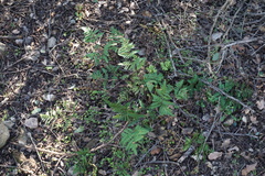 Pentagramma triangularis triangularis