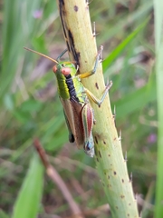 Scotussa impudica
