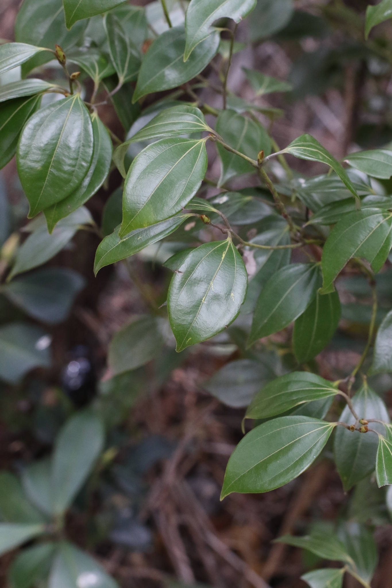 Lindera (Lindera aggregata)