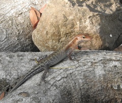 Sphenomorphus melanopogon