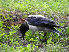 Corvus cornix