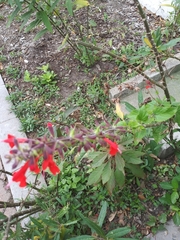 Salvia coccinea