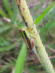 Scotussa impudica