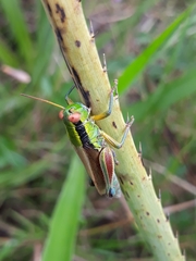 Scotussa impudica