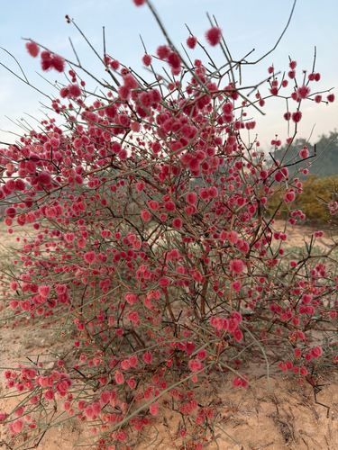 arta (Calligonum comosum)