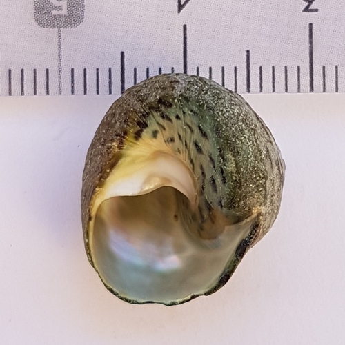 Phorcus sauciatus