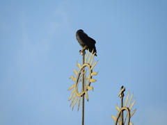 Corvus cornix