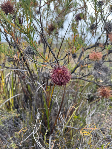 violet banksia (Banksia violacea)